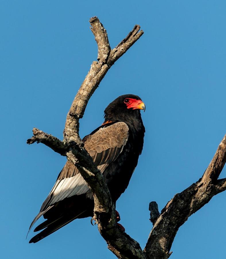 Lodge Kruger Shalati - Train On The Bridge & Garden Skukuza