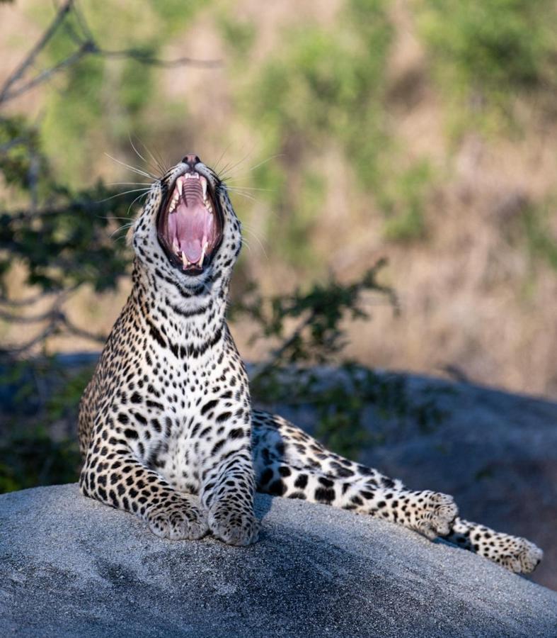 Kruger Shalati - Train On The Bridge & Garden Lodge Skukuza